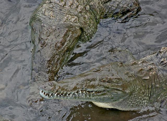 049 Tarcoles Rivier, Costa Rica, kaaimannen.jpg